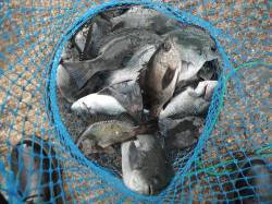 和歌山北港魚つり公園　グレとメバルの釣果