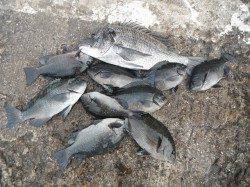 和歌山北港魚つり公園　天秤かご釣りでチヌ・グレの釣果