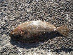 【23日】北港魚つり公園でヒラメ&グレ