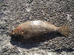 【23日】北港魚つり公園でヒラメ&…