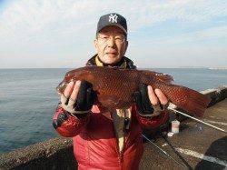 和歌山北港魚つり公園　カンダイ48cmの釣果