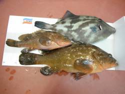 北港釣り公園　アコウの釣果も出てます