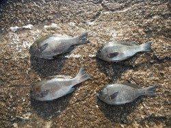 北港釣り公園　グレの釣果も出てます