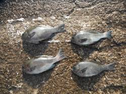 北港釣り公園　グレの釣果も出てます