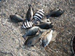 北港釣り公園　チヌ・グレ・サンバソウ・マダイの釣果