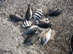 北港釣り公園　チヌ・グレ・サンバソウ・マダ…