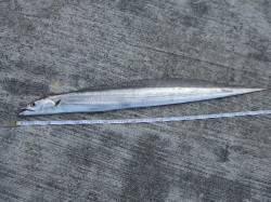 南芦屋浜　午後2時メタルジグにタチウオがH…