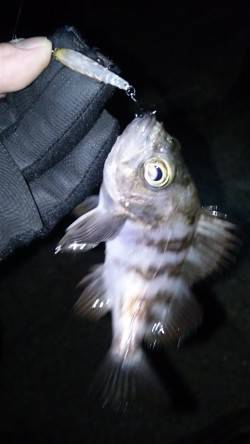 岡田浦　今日のメバリングは表層での活性が高…