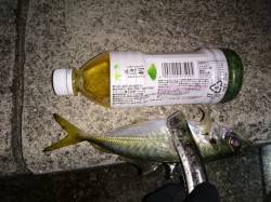 おのころ愛ランド周辺アジング　キャロ仕掛け…