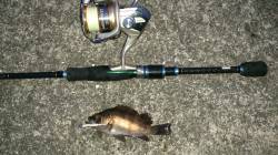 樽井漁港でロックフィッシュ　底付近でソイ、…