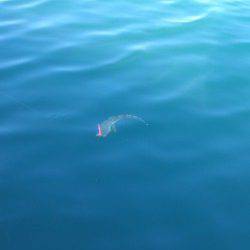 太地港　ワームのタダ巻きにマゴチがヒット　風裏で頑張って釣りました