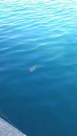 太地港　ワームのタダ巻きにマゴチがヒット　風裏で頑張って釣りました