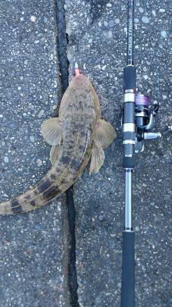 太地港　ワームのタダ巻きにマゴチがヒット　…