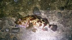 早朝の満潮に合わせてメバリングに出撃　メバ…