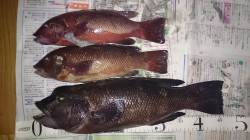 垂水で探り釣り　メバルのほかコブダイも釣れ…