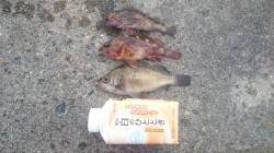 最後の釣行でデカいコブダイ！垂水での探り釣…