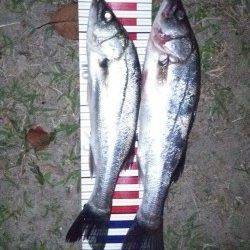 舞洲にて竿下でスズキの釣果　23時頃釣れました