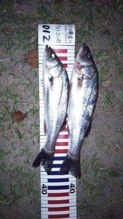 舞洲にて竿下でスズキの釣果　23時頃釣れました