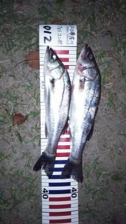 舞洲にて竿下でスズキの釣果　23時頃釣れま…