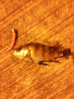 小島周辺メバリング　壁沿いのボトムでガシラ…