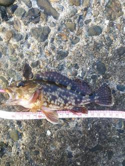 須磨ガシリング　テクトロで探るとヒット〜タ…