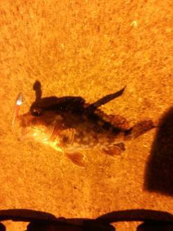 小島　メバリングでメバル・ガシラの釣果　メ…