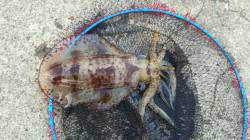 串本港　アオリイカにハマッてロングドライブ…