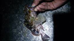 南港へアジングに行ってきました　ガシラ・ア…