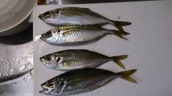 南港にて夫婦でアジング　チヌ・ガシラ・アジ…