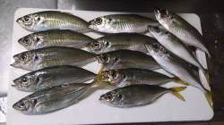 舞洲、大阪南港周辺　アジングで良型アジ上が…