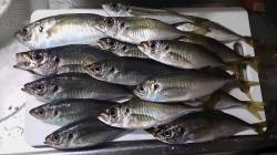 淀川河口・南港、共にアジングとても熱いです…