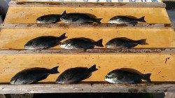 27日　渡船を利用してふかせ釣り　グレ好釣！