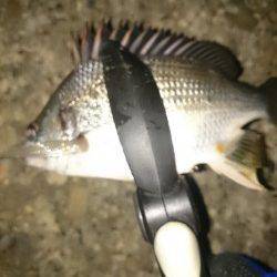 大阪南港アジング　ひどい暴風でしたが、なんとか中アジ・チビレ・ガッシー