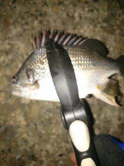 大阪南港アジング　ひどい暴風でしたが、なんとか中アジ・チビレ・ガッシー