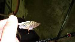 柴山港　アジング釣行は日付が変わる頃に入れ…