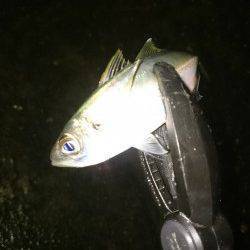 大阪南港アジング　爆風の中で風裏を探し、なんとかアジとサバをゲット！