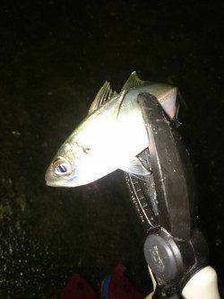 大阪南港アジング　爆風の中で風裏を探し、なんとかアジとサバをゲット！