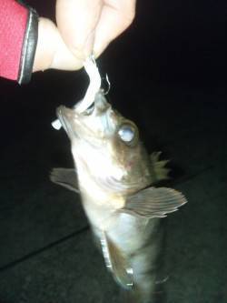 田尻漁港　ライトルアーで釣り納めのメバル狙…