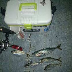 大阪南港アジング　爆風の中で風裏を探し、なんとかアジとサバをゲット！