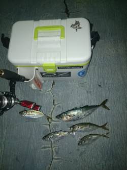 大阪南港アジング　爆風の中で風裏を探し、な…