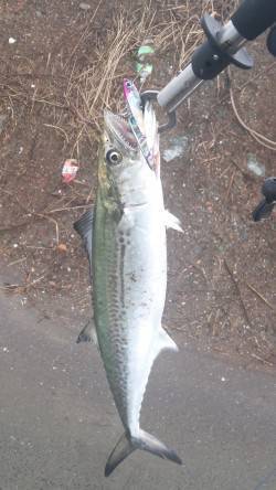 白灯台　シーバス狙いのメタルバイブでサゴシ…