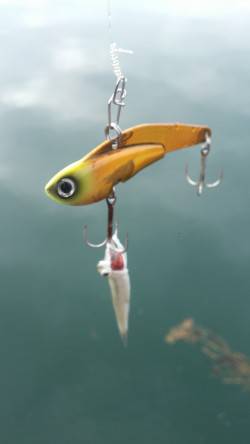 白灯台周辺　メタルバイブでサゴシヒット！　…