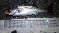 兵庫突堤　ちょい投げ仕掛けにセイゴ32cm　他ハゼなど