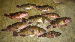 りんくう　ガシリングでガシラの釣果