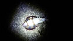 栖原　ヤエンのアオリイカ狙いは夜明け前にヒ…