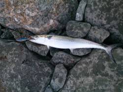 宮津湾のサゴシが好調、たくさん釣れていまし…