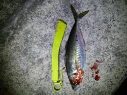 淡路島・野田でアジング　最大29cmのアジがコンスタントに釣れて納得釣果