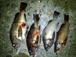 今シーズン初メバル釣行　キャロ仕掛けに変え…