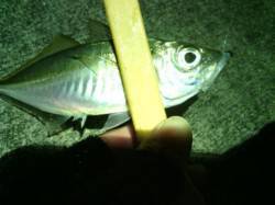 大阪南港アジングでアジ29匹☆風がなければ…