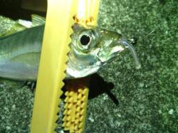 大阪南港　表層狙いのアジングでアジ21尾